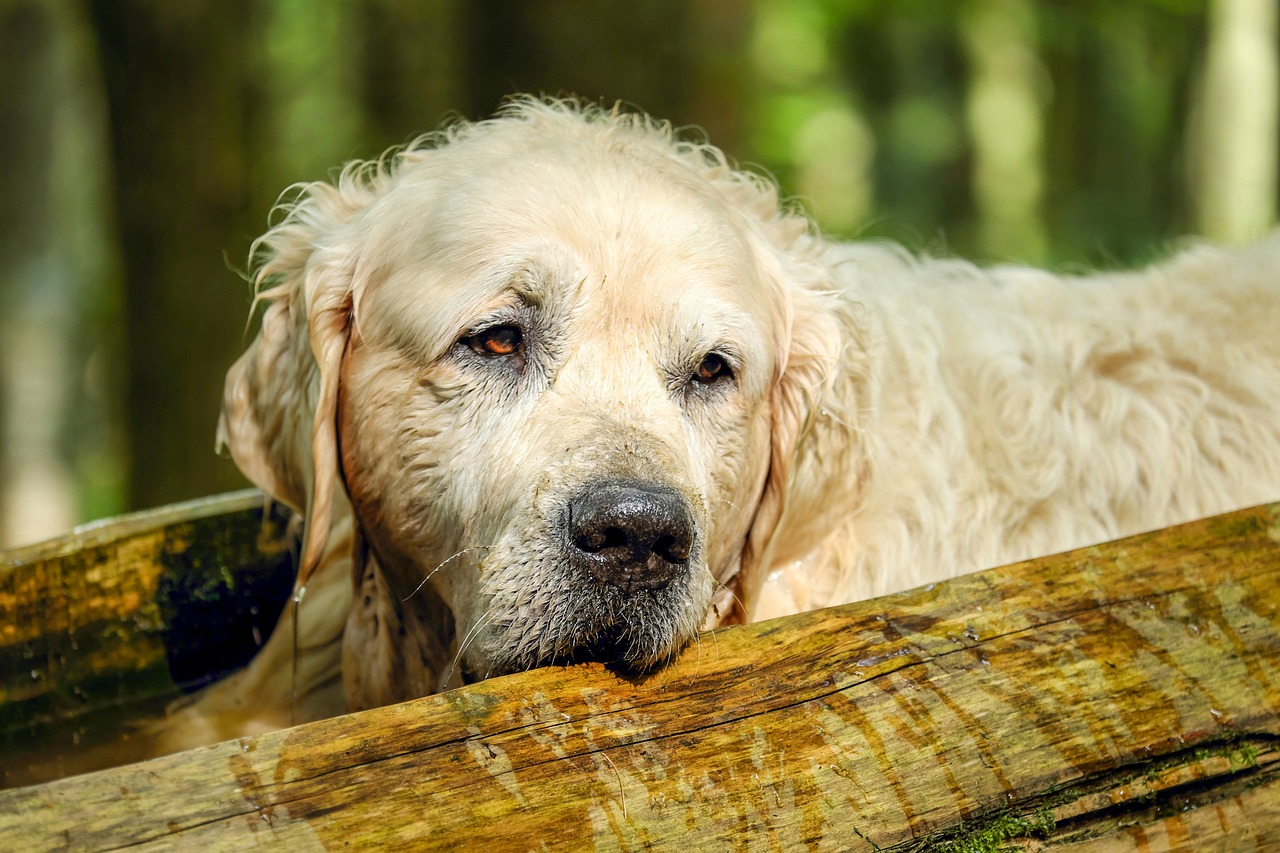 How to Properly Clean Dog Ears